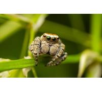 OZLHSP worlds smallest jigsaw puzzle 1500 Spiders Insect Animals 87x57cm