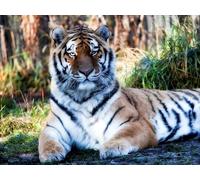 OZLHSP worlds smallest jigsaw puzzle 1500 Tiger Big Cats Animal 87x57cm