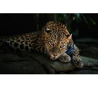 OZLHSP worlds smallest jigsaw puzzle 500 Leopard Big Cats Animal 52x38cm