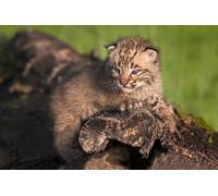 OZLHSP worlds smallest jigsaw puzzle 500 Lynxes 52x38cm