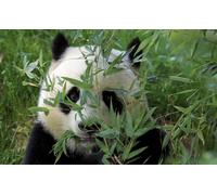 OZLHSP worlds smallest jigsaw puzzle 500 Pandas Animal 52x38cm
