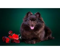 OZLHSP worlds smallest jigsaw puzzle 500 Spitz Puppies Animal 52x38cm