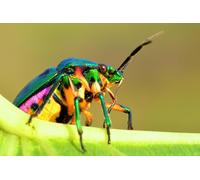 OZLHSP xmas jigsaws 1000 piece Beetles Insects Animals 75x50cm