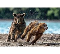 OZLHSP xmas jigsaws 1000 piece Grizzly Bears Cubs Animal 75x50cm
