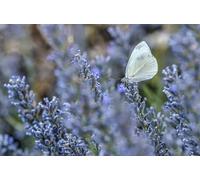 OZLHSP xmas jigsaws 500 piece Butterflies Lavender Animals 52x38cm