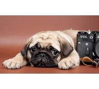 OZLHSP xmas jigsaws 500 piece Pug Puppy Animal 52x38cm