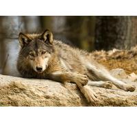 OZLHSP xmas jigsaws 500 piece Wolf Animal 52x38cm