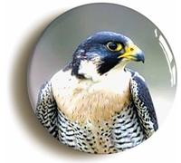 Ozorath Peregrine Falcon Bird Watching Button Badge (1inch / 25mm diameter)