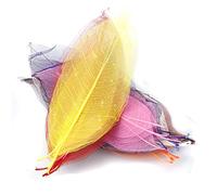 P Prettyia 50Pcs Mixed Magnolia Skeleton Leaf Natural Rubber Tree Leaves Pressed Leaves for Crafts Cards Scrapbooks DIY Handmade Embellishment Decoration Arts