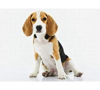PAAANING Paint by Numbers Kit - Beagle Dog with Brushes and Acrylic Pigment - DIY Canvas Painting for Teens and Adults - Beginner