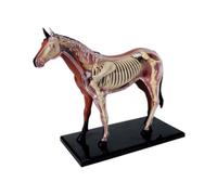 Paaruter Animal Organ Anatomy Model 4D Horse Intelligence Assembling Toy Teaching Anatomy Model DIY Appliances