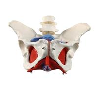 Paaruter New 2-Section Lumbar Belt Female Pelvic Floor Muscle Model Detachable Pelvic Model Hip Bone Human Skeleton Anatomy Model