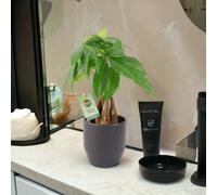 Pachira Money Tree 12Cm Braided Trunk Lucky Houseplant Ceramic Ewi Dot Anthracite