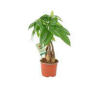 Pachira Money Tree 12cm - Braided Trunk Lucky Houseplant - No Container