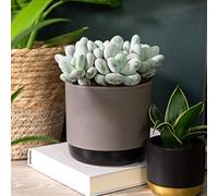 Pachyphytum Oviferum ‘Hard as Rock’ Succulent Indoor House Plant Unique Thick Rounded Foliage Blue-Green-Purple Leaves Easy to Grow 1 x 12cm Pot Pachyphytum Oviferum by Thompson and Morgan (1)