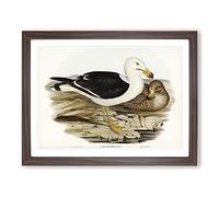 Pacific Gull By Elizabeth Gould Vintage Framed Print | A2 Walnut Framed Wall Art | Ready to Hang | Classic Animal Picture | Living Room Bedroom Lounge Office