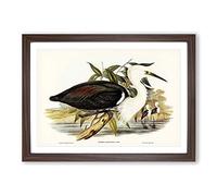 Pacific Herons by Elizabeth Gould Framed Print | A2 Walnut Framed Wall Art | Ready to Hang | Modern Animal Picture | Living Room Bedroom Lounge Office