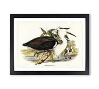 Pacific Herons By Elizabeth Gould Vintage Framed Print | A4 Black Framed Wall Art | Ready to Hang | Classic Animal Picture | Living Room Bedroom Lounge Office