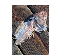 Pacific Northwest Nature Notebook: Fish Skeleton Edition: A Minimalist 120-Page Journal Featuring Authentic Coastal Wildlife Photography