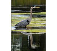 Pacific Northwest Notebook: Great Blue Heron: Lined Journal