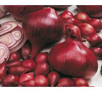 Pack 50 Red Onion Set/Sets 'Comred' Vegetable Bulbs Prins