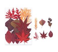 Pack of 1 Natural Pressed Flower Set Bright Color Dried Plant for Resin Jewelry Soap Making Bookmarks Art Pressed Flower Bookmarks Natural Resin Jewelry Materials