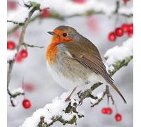 Pack of 10 Paper House Charity Christmas Cards (PH-CHPT0015) - Robin and Berries - Sold in Aid of British Heart Foundation, Marie Curie, Oxfam, NSPCC, Parkinson's UK and Stroke Association