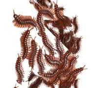 Pack Of 100 Halloweens Prank Toy Realistic Cockroach Props Festival Decoration For Party Supplies Gags And Jokes Decorations