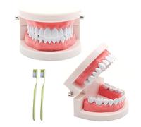 Pack of 2 Teeth Model with 2 Toothbrushes, Children's Tooth Model, PVC Dental Care Model for Teaching Children, for Children's Dental Cleaning Training in Dental Clinics or Nurseries