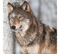 Pack of 20 Wolf on Birch Animal Napkins 33 x 33 cm