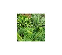 Pack of 3 Evergreen Hardy Ferns in 9cm Pots - 3 Varieties, Year-Round Fronds, Shade-Loving, Easy-Care Garden Foliage