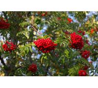 Pack of 3 Sorbus Aucuparia Mountain Ash Trees 5ft Tall in 3L Pots Direct Plants Multi One Size