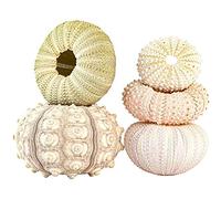 Pack of 5 Air Plant Holders, Decorative Sea Urchin Housing, Hanging Basket Flower Pot, Air Plant Pots, Natural Sea Urchin Shell Material, Indoor Outdoor Balconies Garden, White, M, rustic