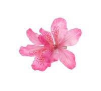 Pack of 5 Flower Hair Clips for Women, Hawaiian Hair Clips, Hair Accessories, Hair Accessories for Women, Hair Accessories, Hair Clip for Party, Wedding, Pool, Holiday, Beach, Pink Red