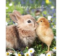 Pack Of 5 Happy Easter Hoppy Together Easter Cute Pack Of Greeting Cards