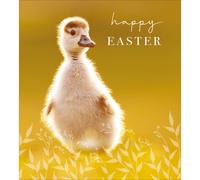 Pack Of 5 Happy Easter Quack-Tastic Cuteness Pack Of Easter Greeting Cards