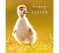 Pack of 5 Happy Easter Quack-Tastic Cuteness Pack of Easter Greeting Cards 603327