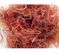 Pack of 5 Live Fresh Tubifex Worm, 100ml Bag, Tropical Fish Live Food, perfect for frogs, Axololts High Protein (Dispatches on Friday, Next Day)