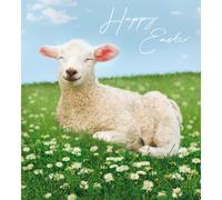 Pack of 5 Spring Lamb Happy Easter Greetings Cards In Same Mini Card Design