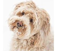 Pack of 6 Paper House Charity Christmas Cards (PH-CHPT0023) - Anything For Me? Dog in the Snow -Sold in Aid of British Heart Foundation, Marie Curie, Oxfam, NSPCC, Parkinson's UK, Stoke Association