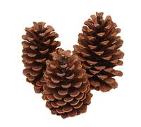 Pack of 6 Pine Cones, Natural Pine Cones, Christmas Pine Cones, Larch Cones, Christmas Pine Cones, Dried Pine Cones Decoration for Christmas Tree, American Pine M, 12-15 cm