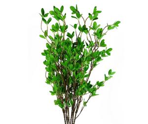 Pack of 6 x 100cm Mini Leaf Ficus Stem