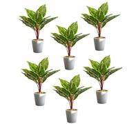 Pack of 6 x 38cm Potted Calathea Veitchiane