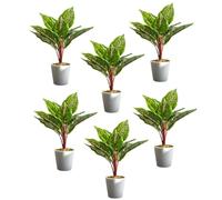 Pack of 6 x 38cm Potted Calathea Veitchiane