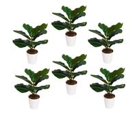 Pack of 6 x 38cm Potted Fiddle Fig Plant