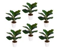 Pack of 6 x 38cm Potted Fiddle Fig Plant