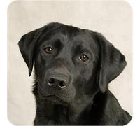 Pack Of Six Labrador Black Dog Pet Aluminium Coasters And Gift Box