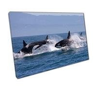 Pack Of Wild Killer Whales Orca Leaping Through The Ocean Sea Life Marine Life Wall Art Print On Canvas Picture For Home Office Decor 76x51cm (30x20In)