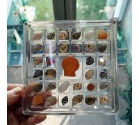 Packool Tiny Grid Display Case with 33 Compartments, Stackable Storage for Mini Shells, Specimens, Small Collectibles, Square Organizer with Rounded Edges, Clear Acrylic Shell Display Box