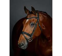 Padded Hanoverian flash bridle Collegiate Comfitec Opulux